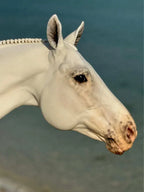 Miniatura de Cavalo - foto 2